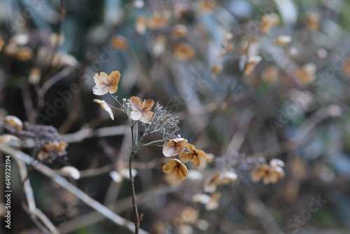 冬。枯れた山紫陽花。雪の降る前