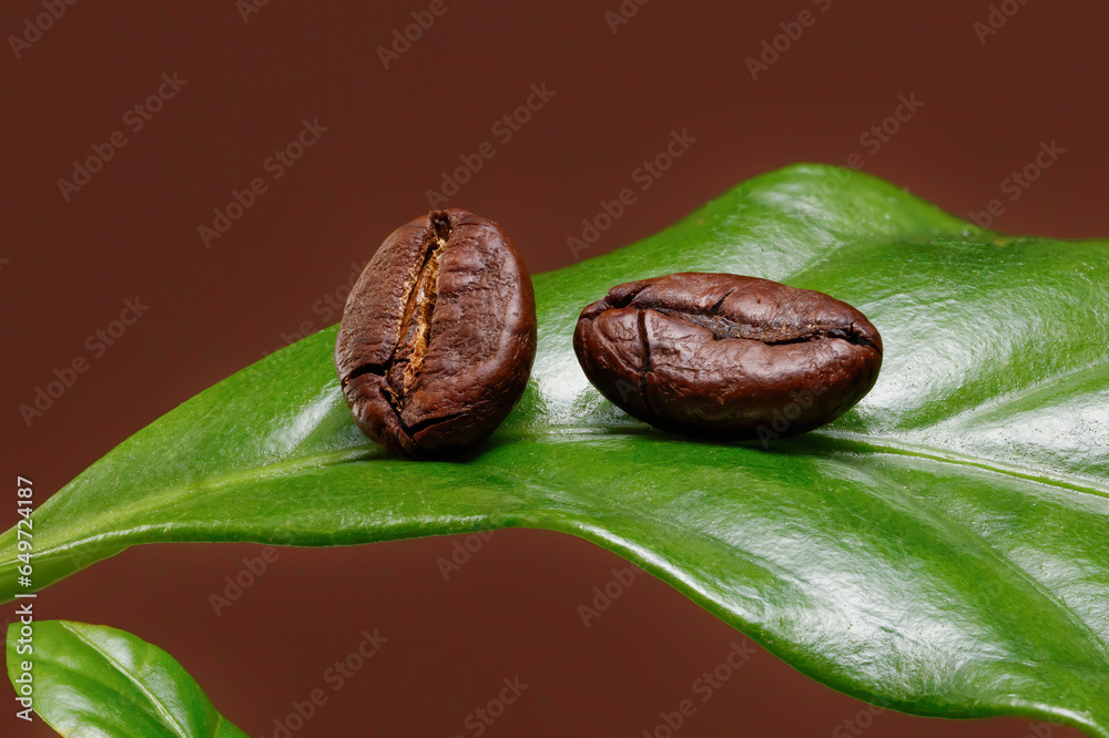 Obraz premium A leaf of a coffee tree with coffee two beans on it. Coffee plant. Shallow depth of field.