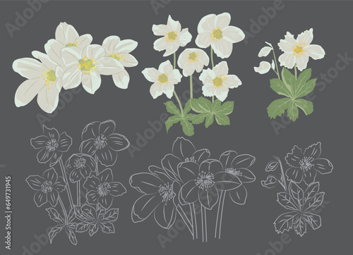 Billede på lærred A collection of Christmas rose illustrations, including hand-drawn black and white line art