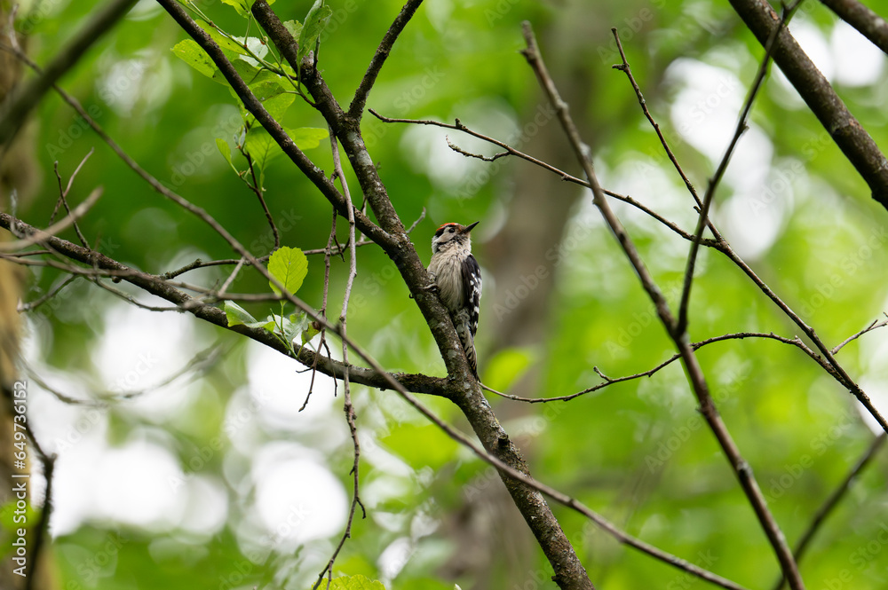 Lesser spotted woodpecker on a tree branch in summer