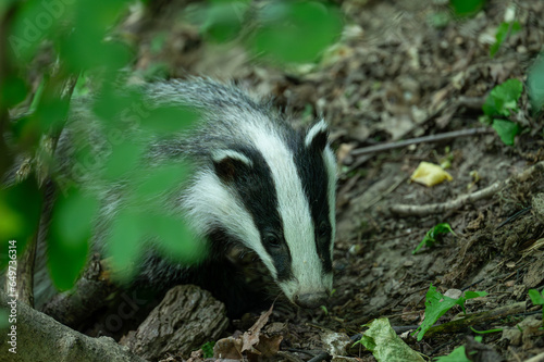 A surprised young badger looking directly to the camera