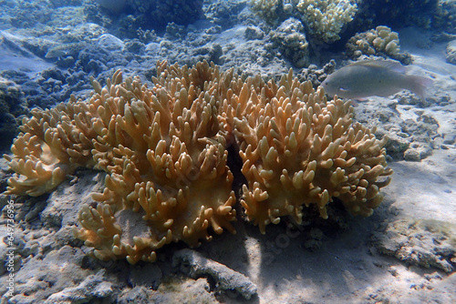coral from the red sea photo