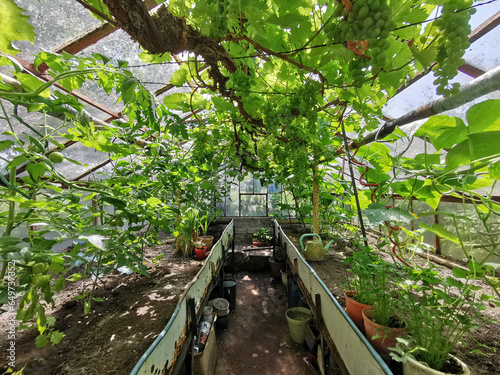 old glasshouse with green grapes