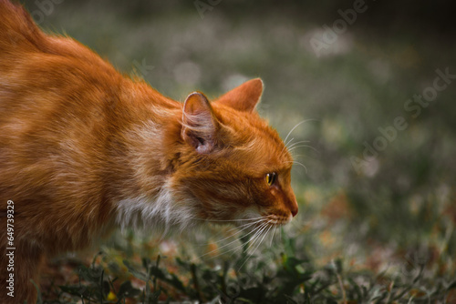 Schilderij op canvas A ginger (red) cat with orange eyes on the grass