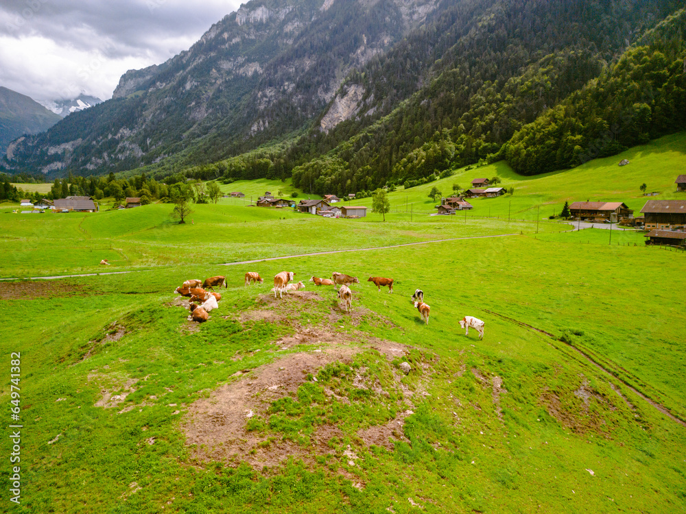 Fototapeta premium cows graze on an alpine meadow, cow pasture, green meadow, cows on the field