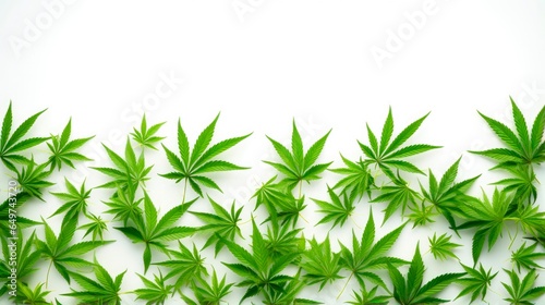 Marijuana Leaves. Green Cannabis Plant on White Background. Growing Sativa Medical Hemp for Hashish and Ganja Smoke