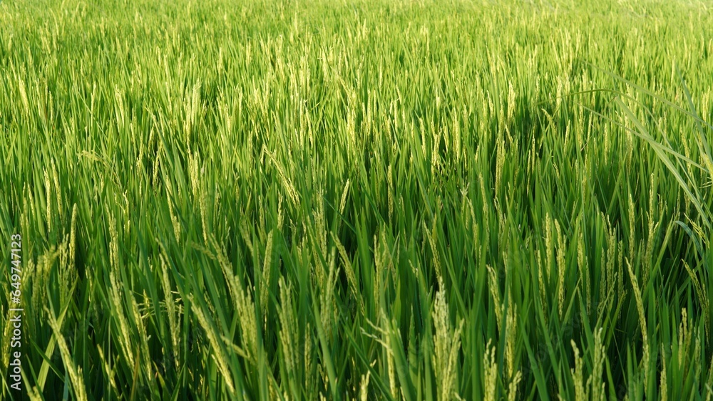 green rice field. expanse of green rice fields that are starting to turn slightly yellow green rice field. expanse of green rice fields that are starting to turn slightly yellow