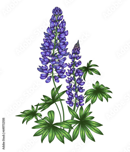Vector illustration of purple lupine flower in engraving style
