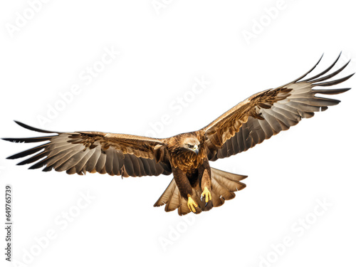 Golden Eagle Soaring, Transparent Background