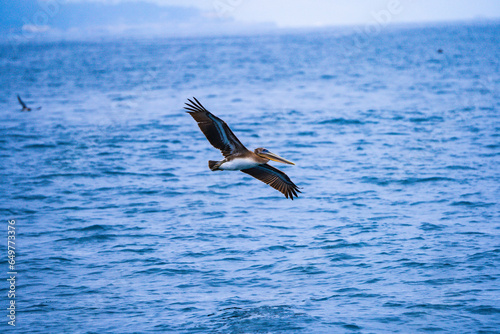 pelican in flight