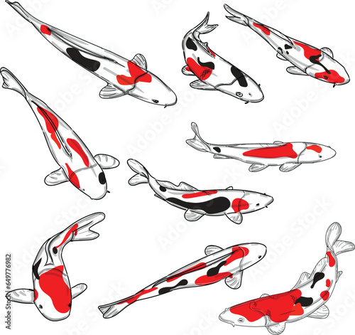 koi carp