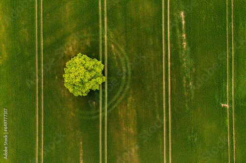 view from above on lonely tree in a green field
