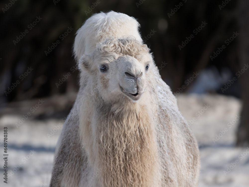white camel on a blurred background