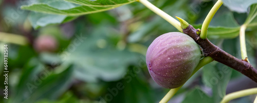Figs on a branch. Garden plants. Ripe green red fig in a garden or farm