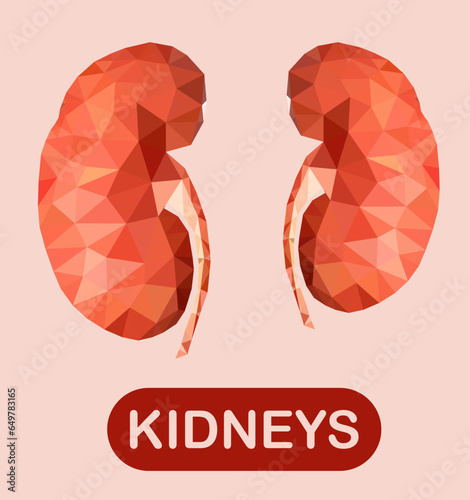 Human kidney isolated on orange background.