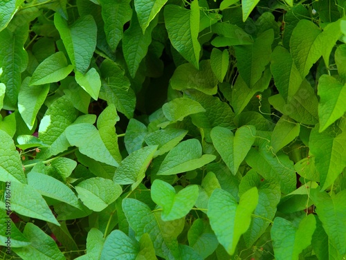 background of heart shaped green leaves of the antigonon leptopus plant or (Coral Vine, Bellísima, Corallita, Honolulu Creeper, Mexican Creeper, 珊瑚藤, air mata pengantin) photo