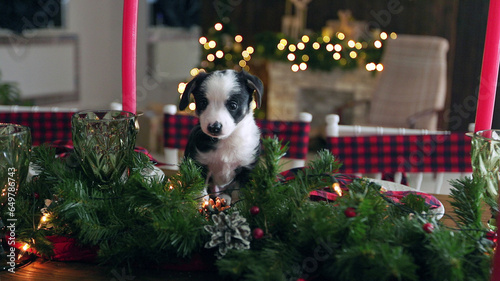 Cute black and white border collie puppy sitting in front of Christmas table