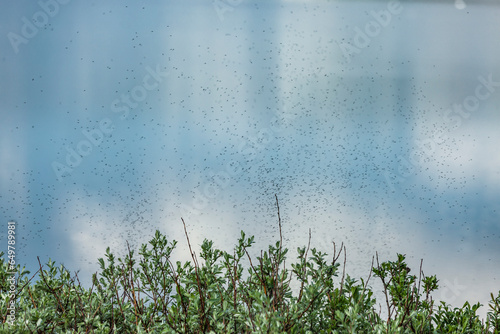 Fliegende Mücken vor einem Gewässer