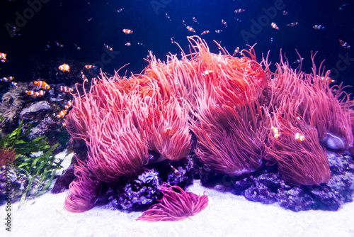 Aquarium with colorful fishes and coral reef