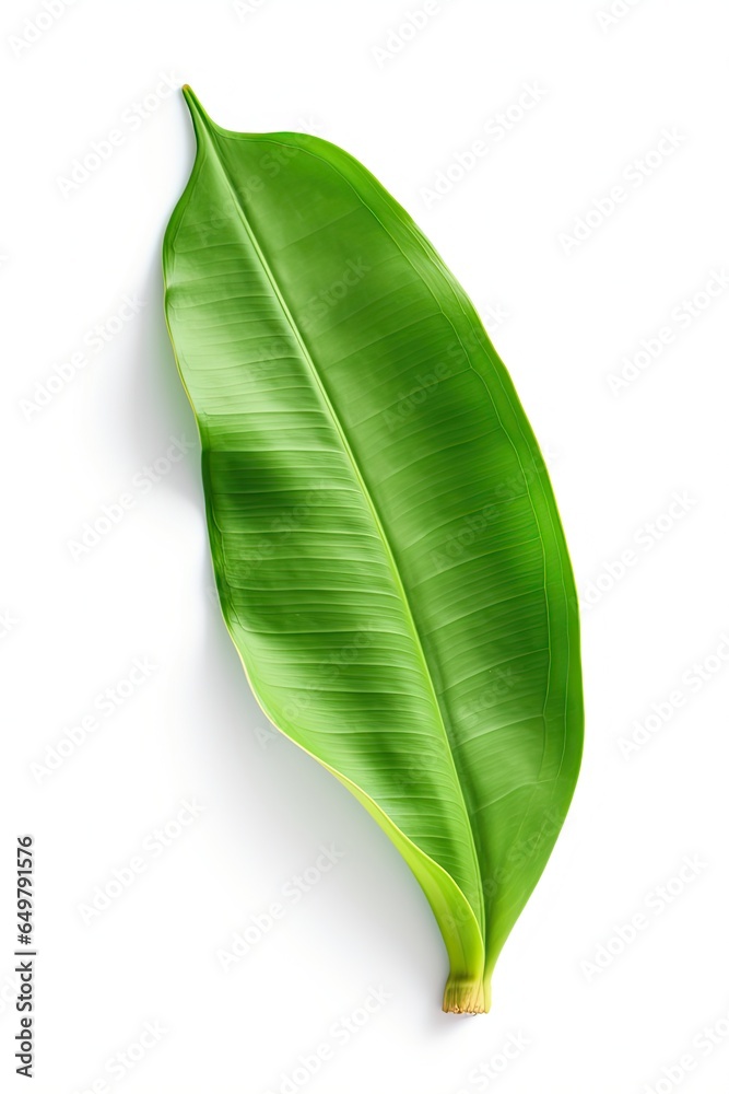 BANANA LEAF BANANA LEAF