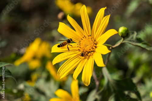 bee on yellow flower