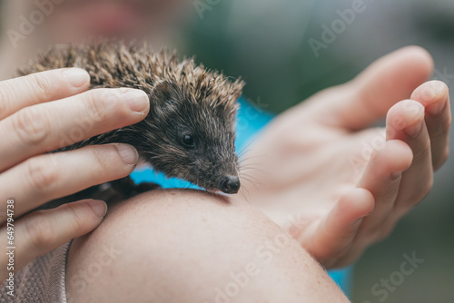 Igelbaby auf Schulter. Mensch und Tier. Zusammenhalt. Gemeinsam. Gemeinschaft. Aufsicht. Behutsam. Jungtier.