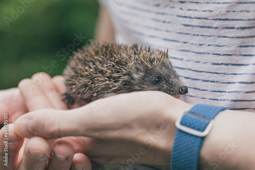 Igelbaby in Hand. Mensch und Tier. Zusammenhalt. Gemeinsam. Gemeinschaft. Aufsicht. Behutsam. 