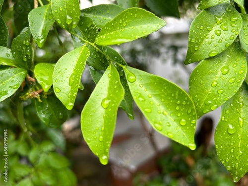 tree with leaves after rain
