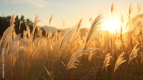 Sea of tall and wispy golden grasses that stretch endlessly across the scene and are being blown by the breeze on sunset.  The light illuminates this sea of grass and creates a pleasant scene.