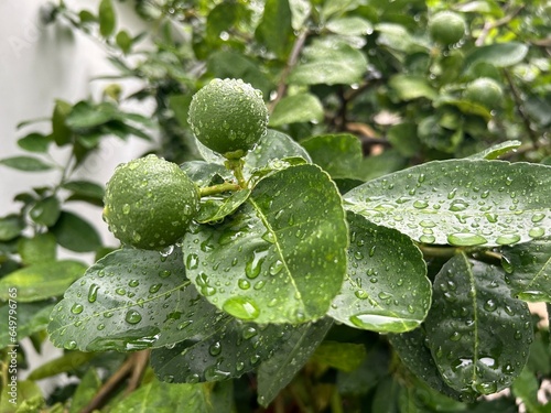 Lemon tree with fruit after rain