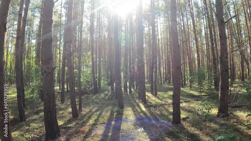 a beautiful quiet coniferous forest in autumn