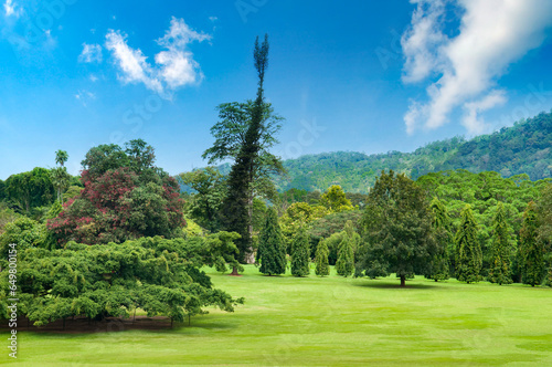 Tropical botanical garden with exotic plants. Sri Lanka, Kandy city. photo