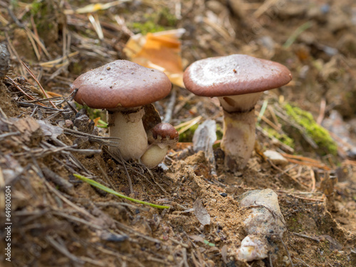 mushrooms in the forest closeup