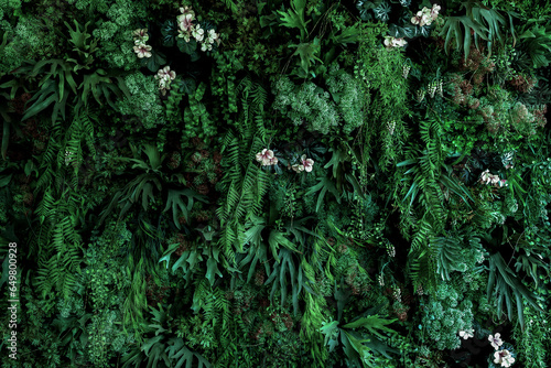Herb wall, plant wall, natural green wallpaper and background. nature wall. Nature background of green forest © kanpisut