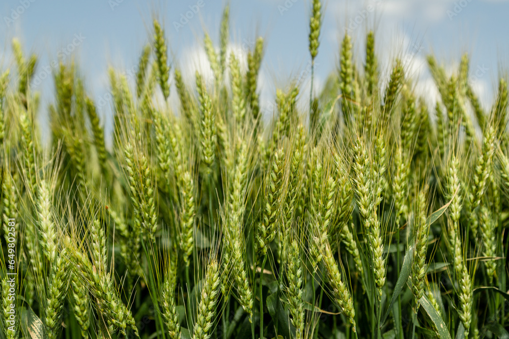 Close up of ripe wheat ears against beautiful sky with clouds. Close up of ripe wheat ears against beautiful sky with clouds.