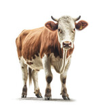 Cow on White background, HD