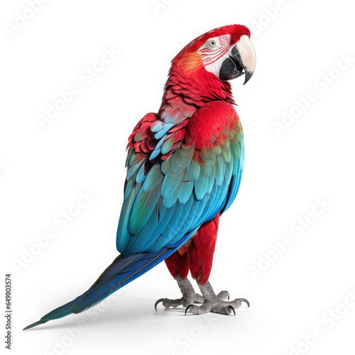 Parrot on White background, HD