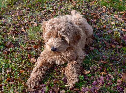 An adorable brown labradoodle puppy on the grass in Autumn