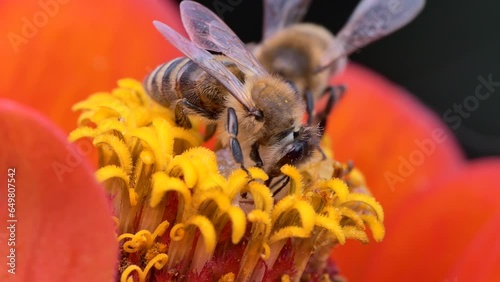 Insects, macro. Bees collect nectar on a zynia flower on a sunny morning. Siberia. photo