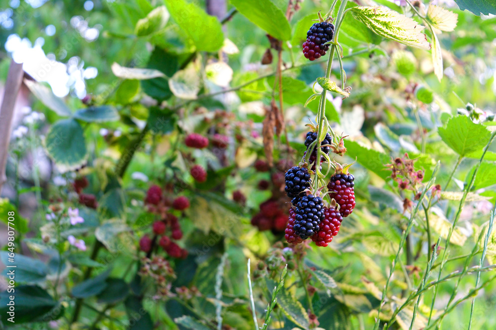 Wild Blackberries Ripening on the Vine in California. High quality photo Wild Blackberries Ripening on the Vine in California. High quality photo
