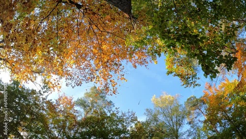 in a deciduous forest flimsy upwards into the sky in slow motion