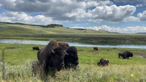 Yellowstone, Wyoming. A flock of Bison into the wild 