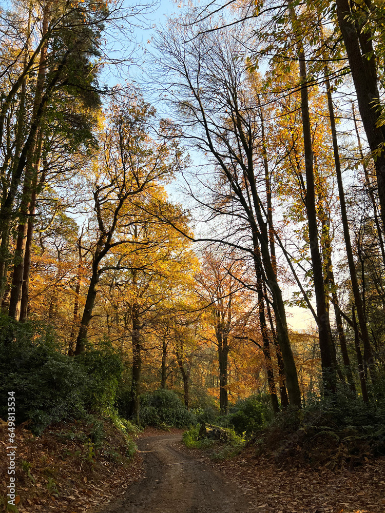 autumn in the woods