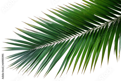 Cut out palm leaves foliage isoalted on transparent background generative ai