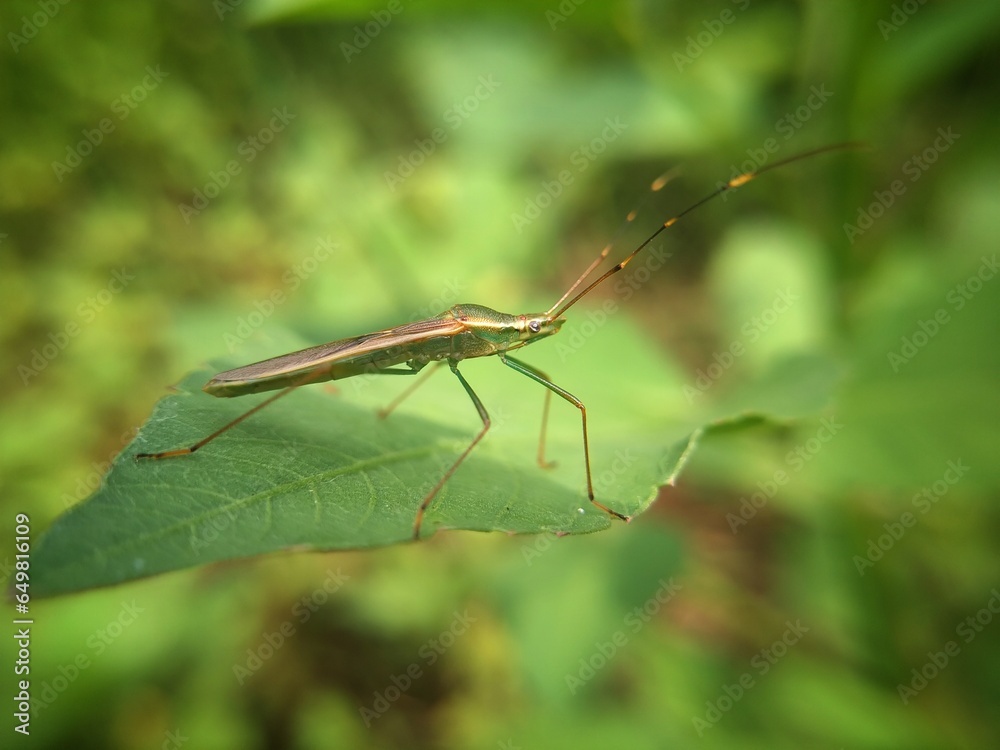 The most common species of rice bug are Leptocorisa oratorius F. and Leptocorisa acuta Thunberg as known as rice pests or walang sangit in bahasa The most common species of rice bug are Leptocorisa oratorius F. and Leptocorisa acuta Thunberg as known as rice pests or walang sangit in bahasa