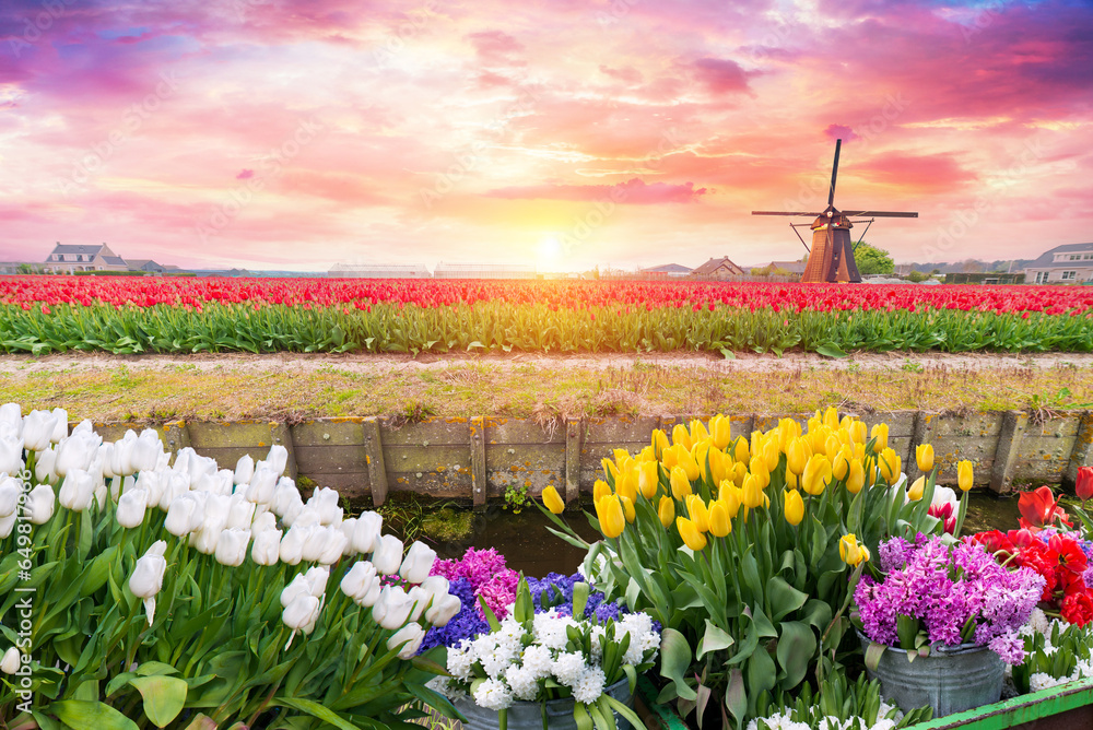 Tulip fields and windmill in Netherland, near Lisse. High quality photo - obrazy, fototapety, plakaty 