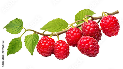 Raspberry branch isolated on transparent background. Raspberry fruits branch png