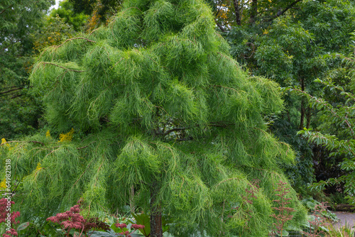 Nodding Pond Cypress