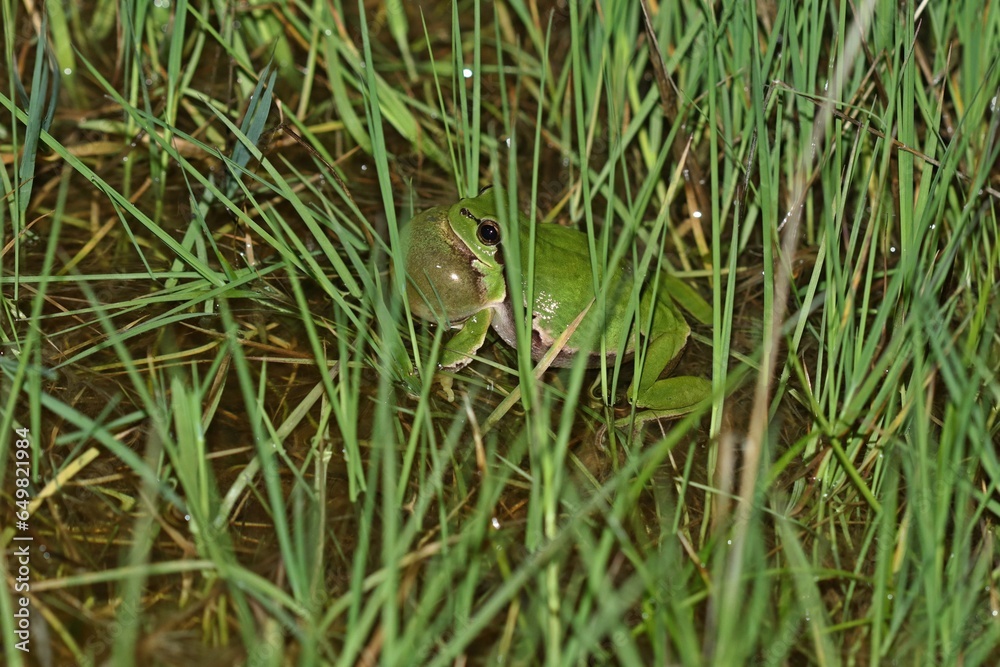 Obraz premium Rufender Laubfrosch (Hyla arborea) im Tümpel