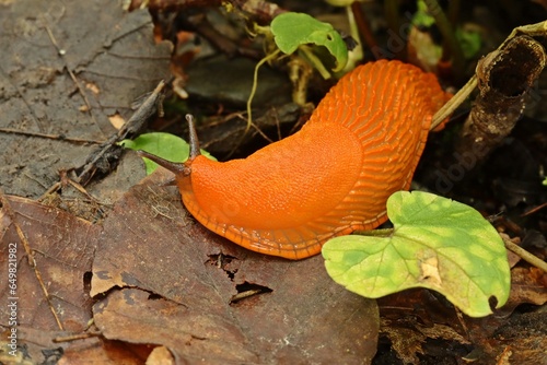  Rote Wegschnecke (Arion rufus) photo